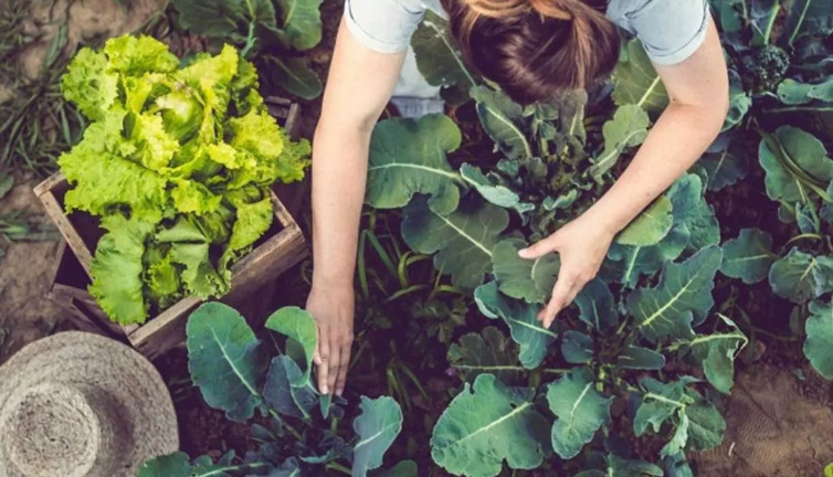 Sonbaharda ekilebilek otlar nelerdir? Uzmanlar önerdi