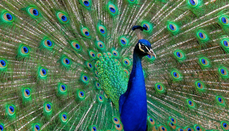 Tavus kuşları hakkında 30 ilginç bilgi