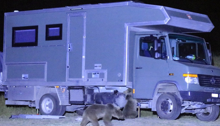 Aç ayılar karavan bastı. Kış uykusundan önce son ziyafet