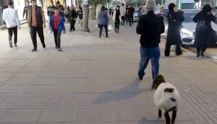 3 aylık kuzusu 'Fulya' peşinden ayrılmıyor