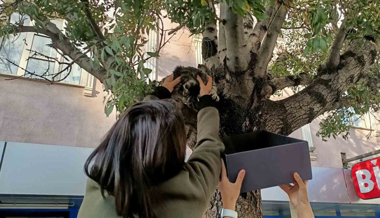 Ağaçtan aşağı inmeyen yavru kedi bakın nasıl ikna edildi