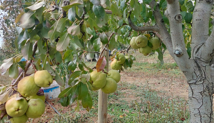 Sungurlu'da hasadı başladı! Üreticinin yüzü gülüyor