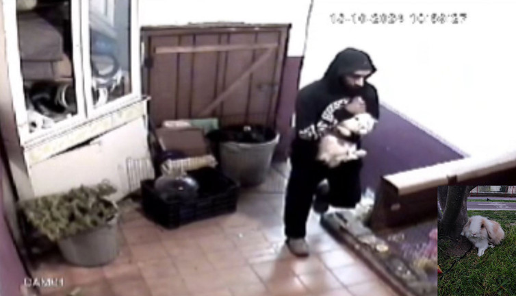 İstanbul’da cins tavşan hırsızlığı