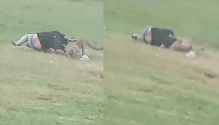 Ağaçların arasından fırladı piknikçiler dehşeti yaşadı. Görüntüyü çeken zangır zangır titredi