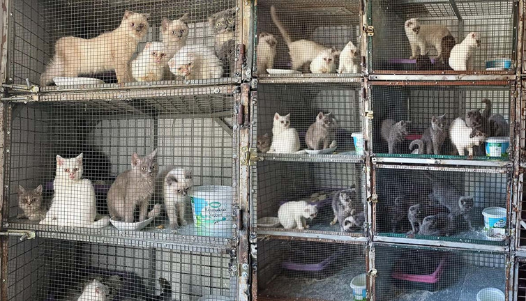 243 cins kedi ele geçirildi! 1 milyon 241 bin lira ceza kesildi