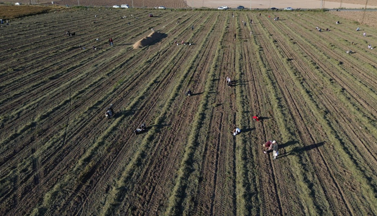 'Afara' var dedi vatandaşlar tarlaya akın etti. 30 ton toplayan çiftçi hasadı bitirdi