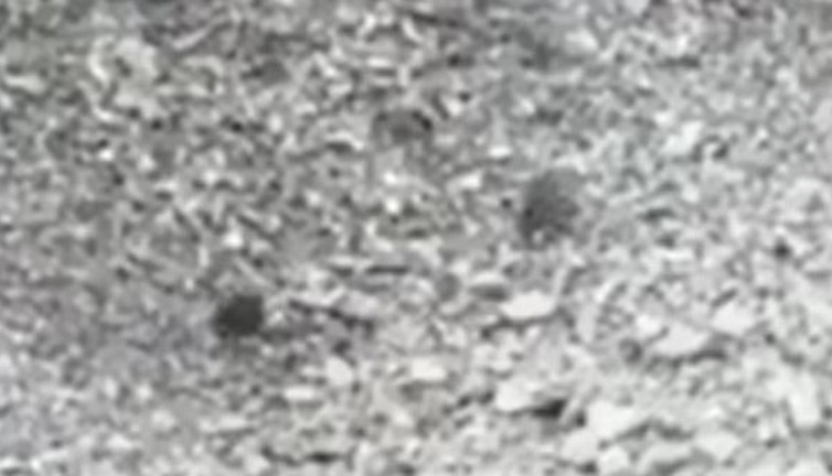 Ayıların ölümden kaçışı