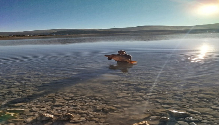 Amatör ama şansı yerinde