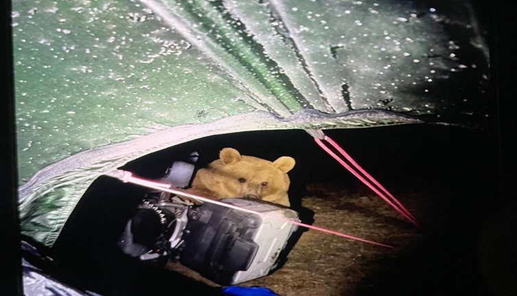 Kamp yapan İngiliz turist ayı saldırısına uğradı