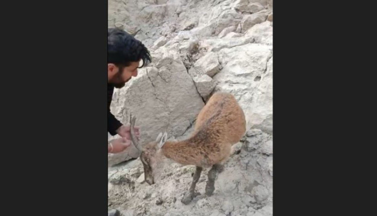 Balçığa saplanan dağ keçisi için seferber oldular