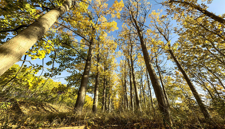Sonbaharın renkleri sürücüleri büyülüyor