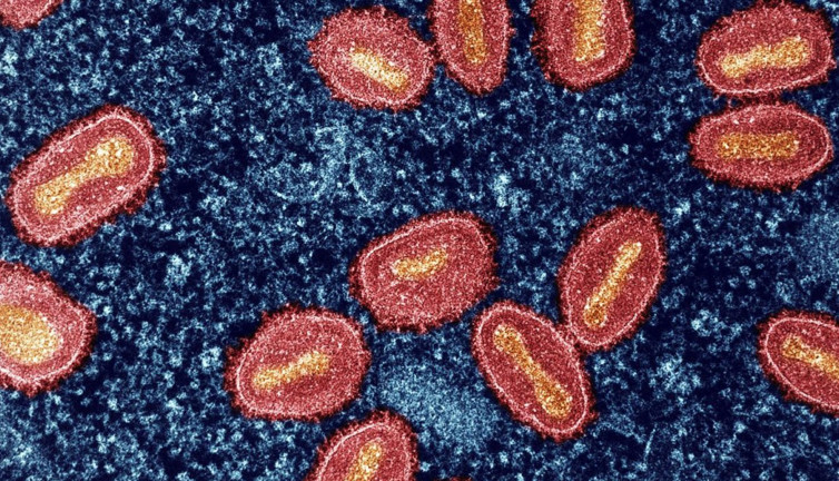 Maymun çiçeği virüsünün yeni varyantı tespit edildi