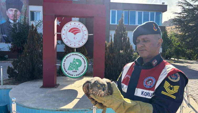 Arguvan’da yaralı Kızıl Şahin koruma altında