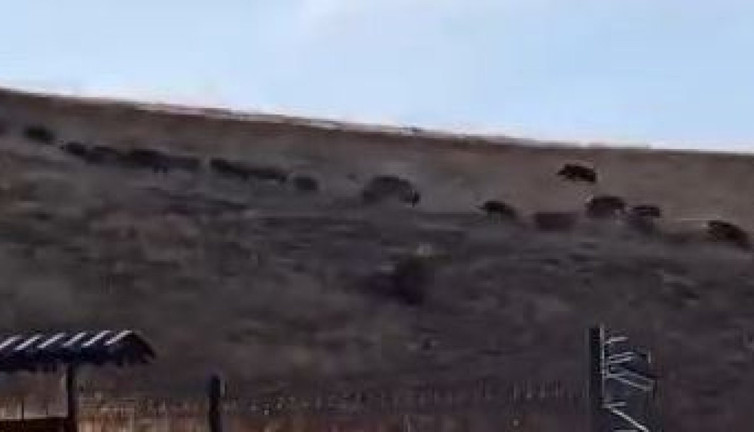 Elazığ’ın yüksek kesimlerinde domuz sürüleri görüldü