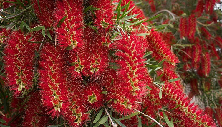 Atkuyruğu hakkında ilginç bilgiler
