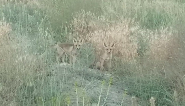 Annelerinin yiyecek getirmesini bekleyen iki yavru tilki görüntülendi