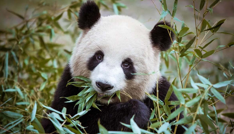 Araştırmacılar şok içinde! 100 bin yıllık panda fosilleri bulundu