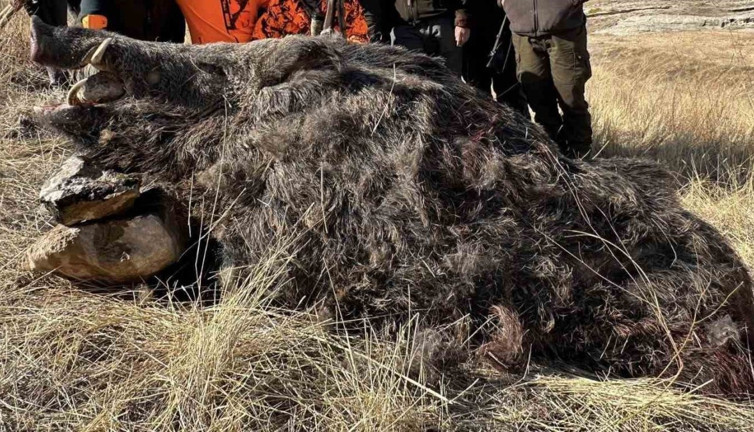 Avcılar'ın yakaladığı 300 kiloluk domuz hayrete düşürdü