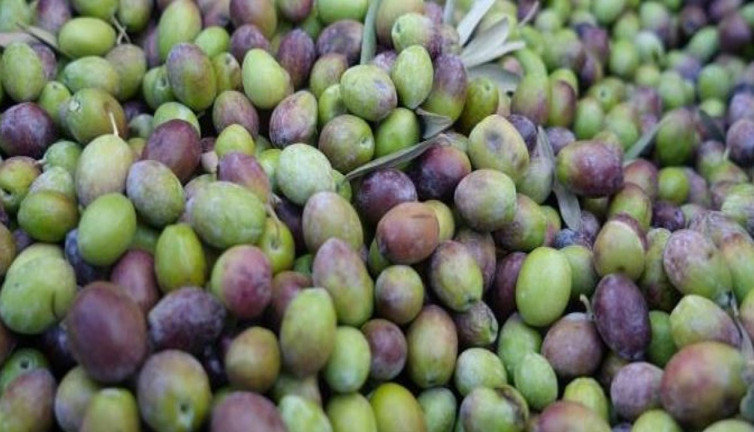 Zeytinin fiyatı dip yaptı