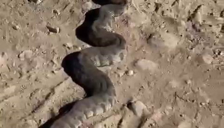 Dev yılanı görenler korkuya kapıldı