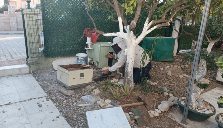 Gurbetçinin evini arılar bastı