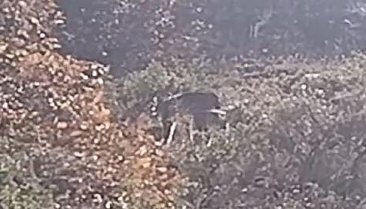 Tunceli'de kırmızı listede yer alan vaşak ile karşılaştı