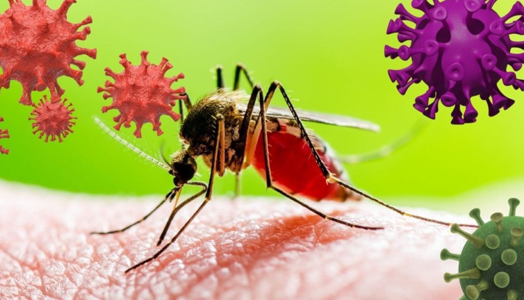 İstanbul'da ölümcül virüs! En çok hangi ilçelerde görüldüğü belli oldu