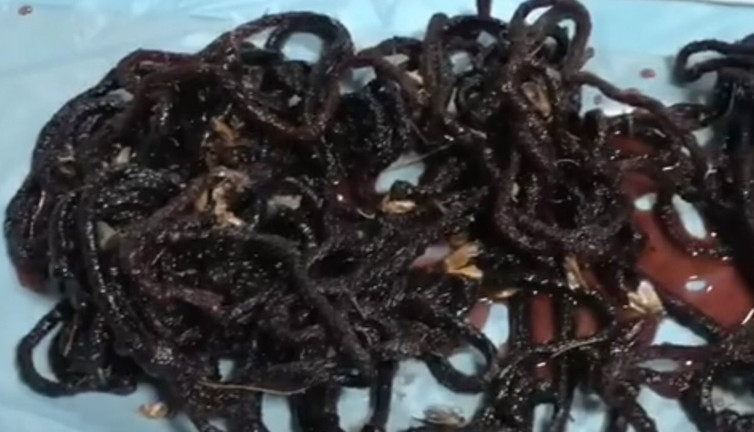 Yasadışı gece kelebeği avına 380 bin TL ceza