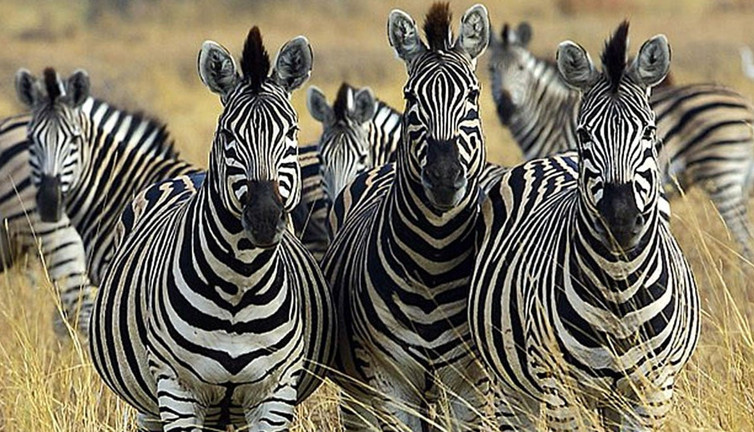 Koyun ve dana eti diye Zebra eti mi kullanıldı? Gerçek ortaya çıktı