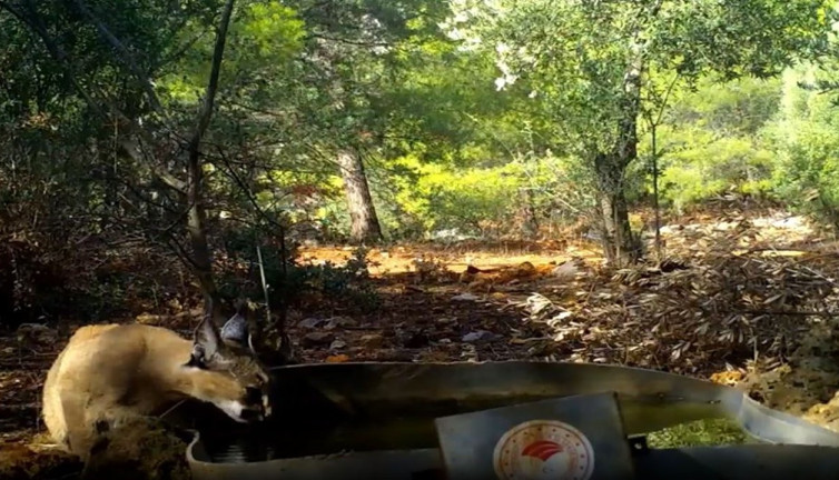 Yabani kedi Karakulak foto kapana yakalandı