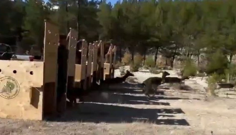 Dişi alageyikler yeni yaşam alanlarına salındı