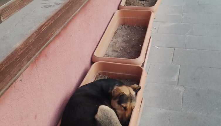 Köpeklerin görüntüsü içleri ısıttı