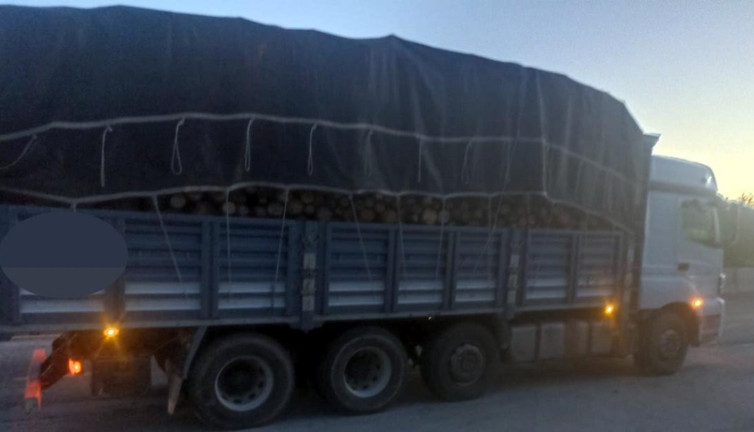 Bolu’da kaçak ağaç kesimine 4 tutuklama