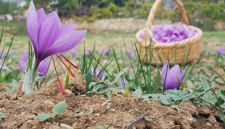 Safran 450 bin TL’den satılacak