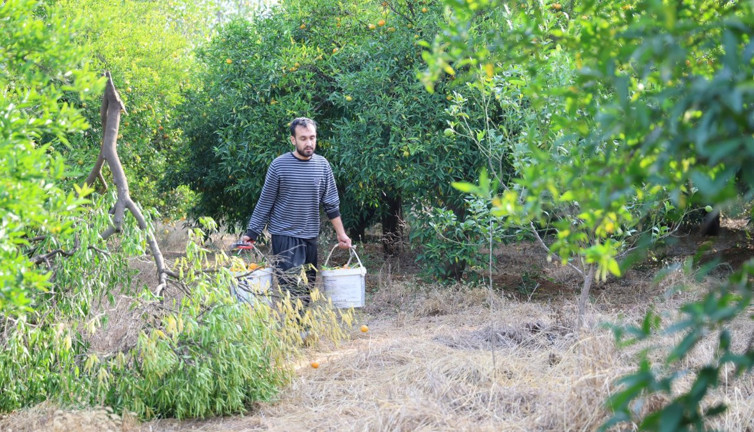 Kansere kalkan oluyor kemikleri kaya gibi yapıyor. Hasadı başladı kilosu 20 TL'den satılıyor