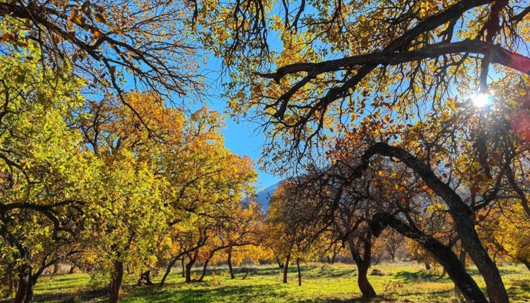 Zarova Çayı’nda renk cümbüşü
