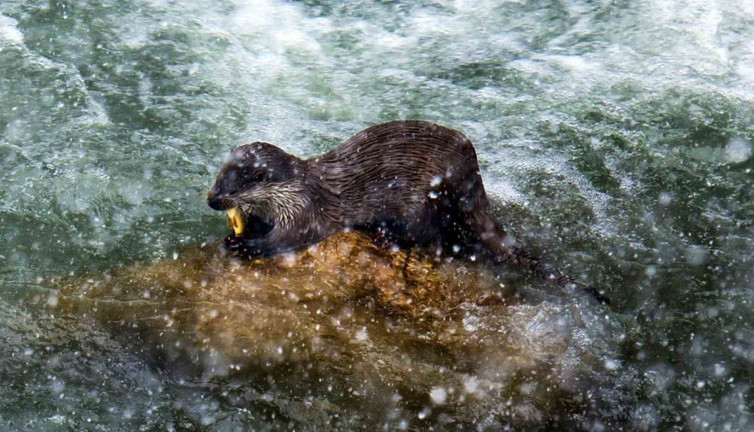 Erzincan’da su samuru görüntülendi