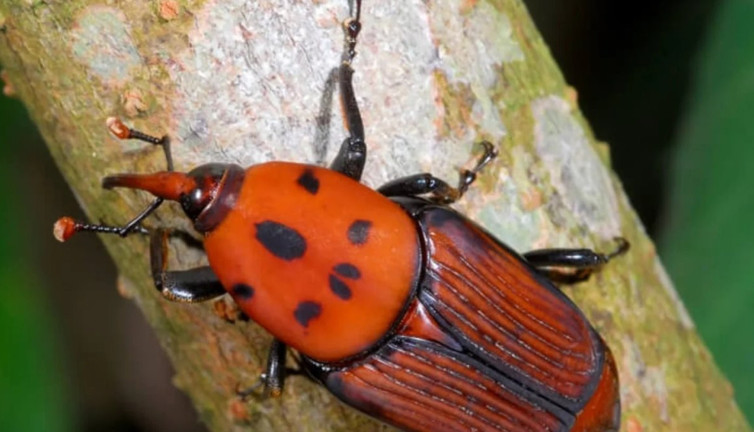 Balıkesir kırmızı palmiye böceği için alarma bastı!
