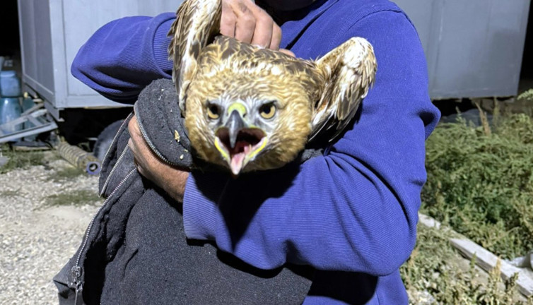 Van'da yaralı kızıl şahinin imdadına vatandaşlar yetişti