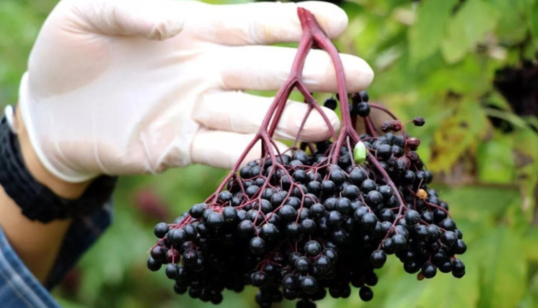 Kolon kanserine çare kara mürver mi? Uzmanlar ve bilim konuya bakın nasıl bakıyor!