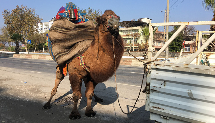 Aydın’da galibiyet için her gün antrenman yaptırılıyor