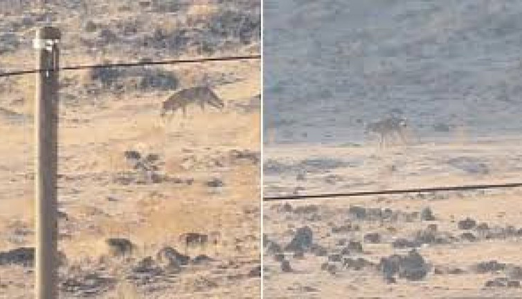 Elazığ'da aç kurt yerleşim alanına indi