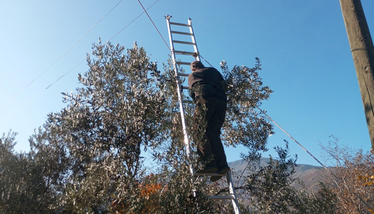 Merdivenle tırmanıyorlar elleriyle tek tek topluyorlar. Ödüllü meyvenin hasadı sürüyor