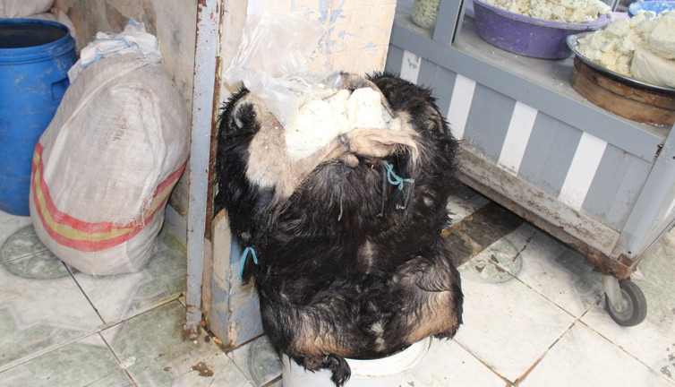 Yayladan geliyor ucuza satılıyor