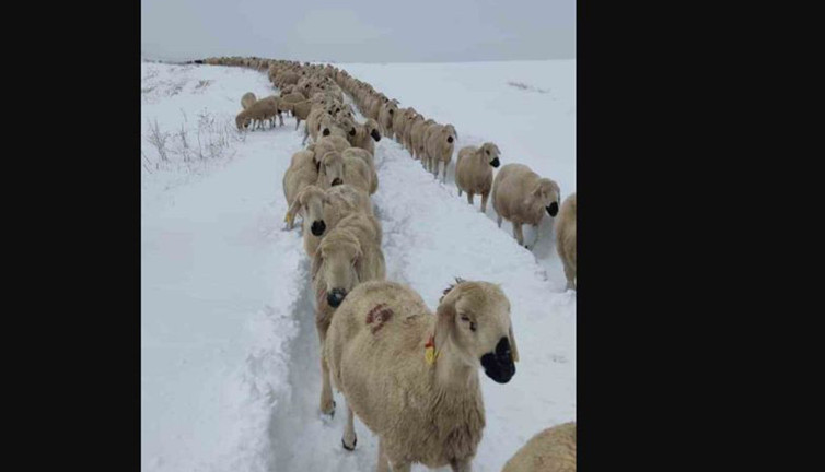 Sivas’ta koyunlar açlıktan ve donmaktan kurtarıldı