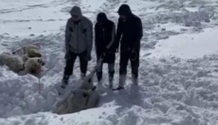 20 koyun donarak telef oldu