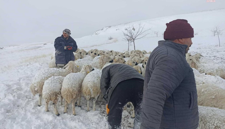 Malatya’da 220 küçükbaş hayvan donarak telef oldu
