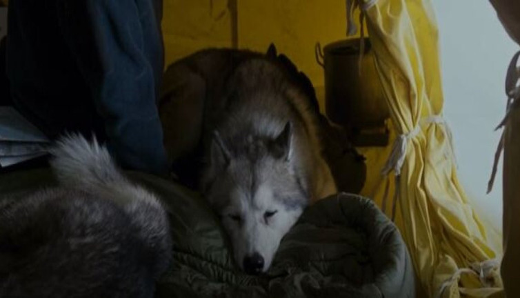 Köpek sahiplerinin izlemesi gereken filmleri işin uzmanları anlatıyor...