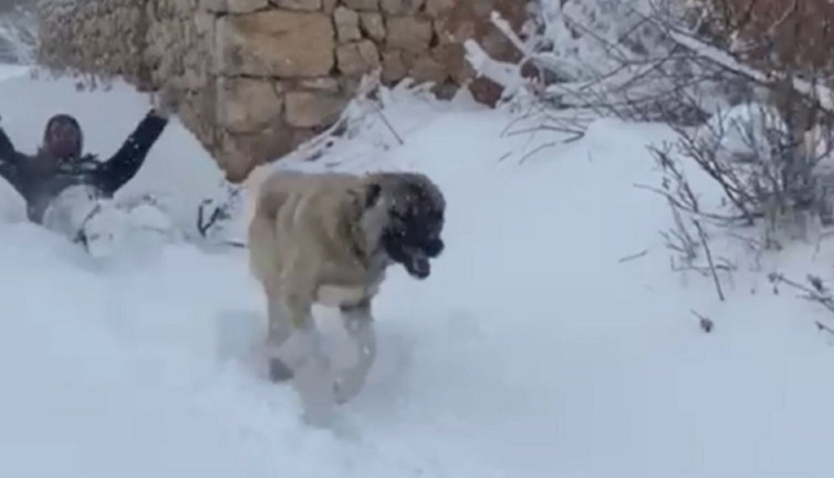 Kangal köpeğiyle kayak yaptı