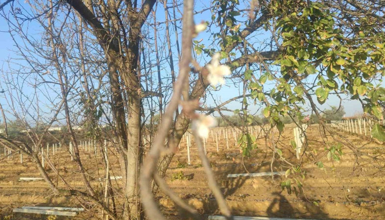 Manisa’da üreticileri tedirgin eden gelişme: Erik ağacı çiçek açtı